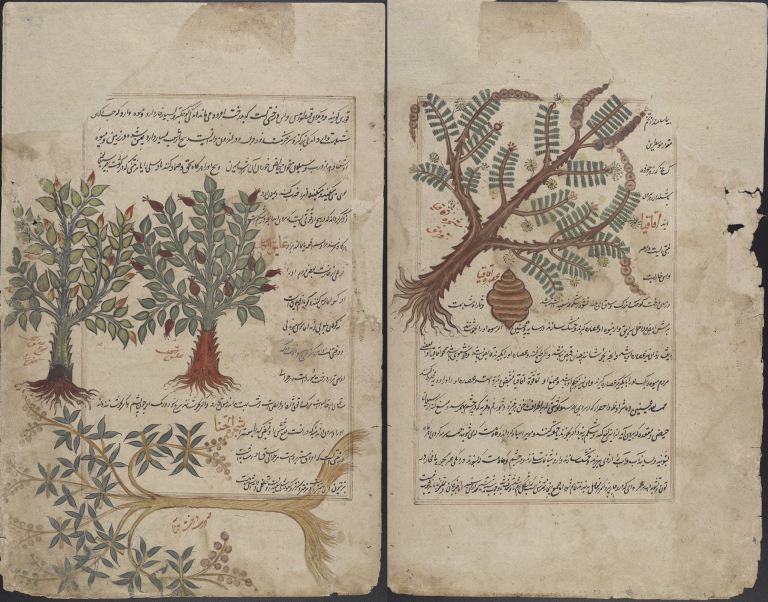 Persian_Translation_of_Dioscorides_Pedanius_of_Anazarbos