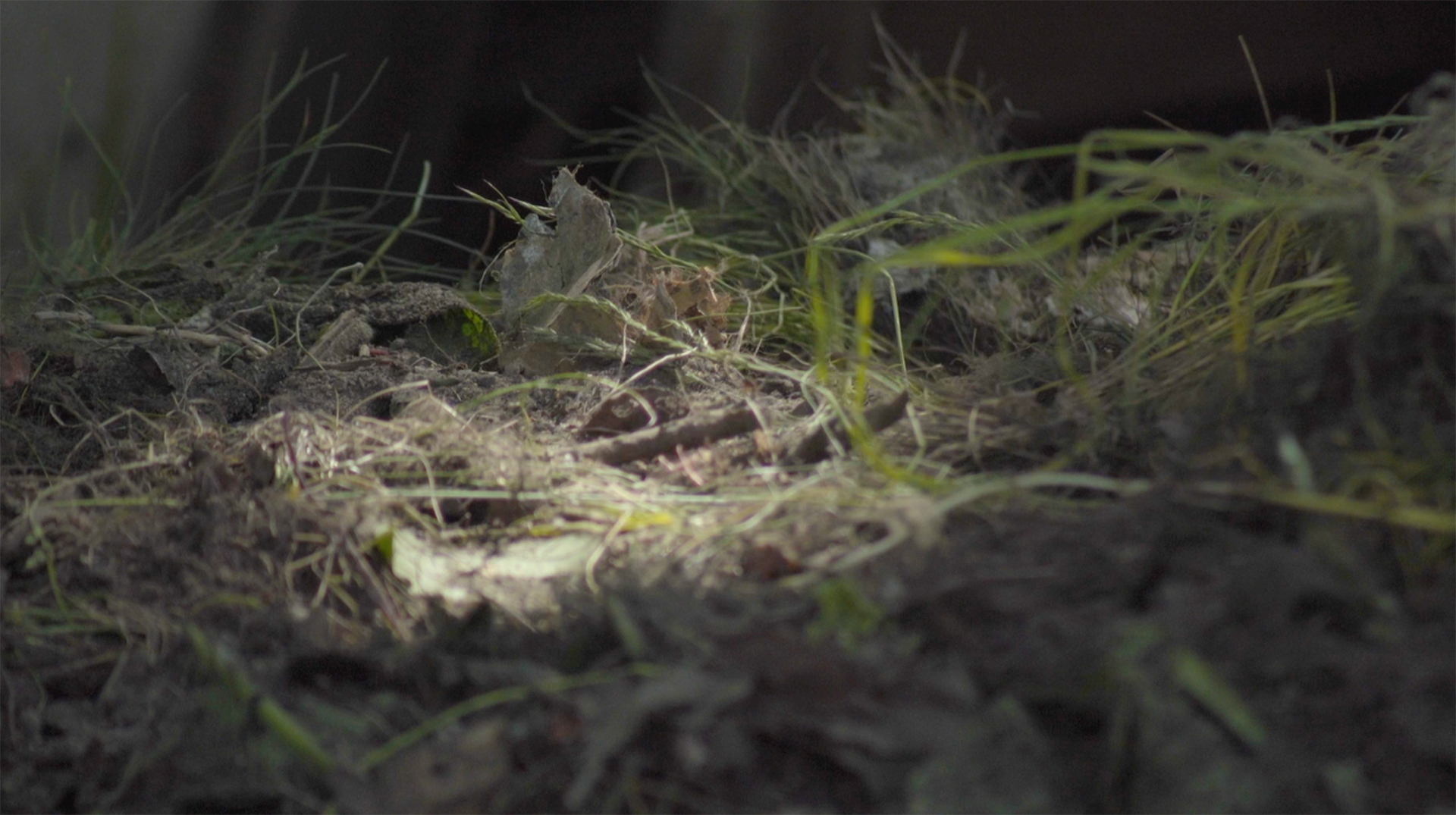Open Call: Soils as Sites of Emergency and Transformation, NESS Conference, Gothenburg, Sweden. Abstract deadline 15 Dec!